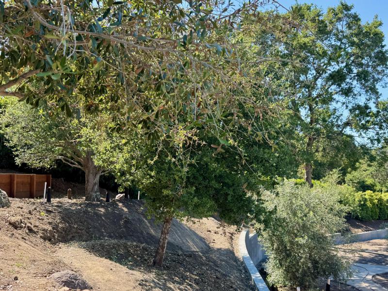 Hillside Transformation in Los Altos Hills
gallery image Hillside Transformation in Los Altos Hills
gallery image